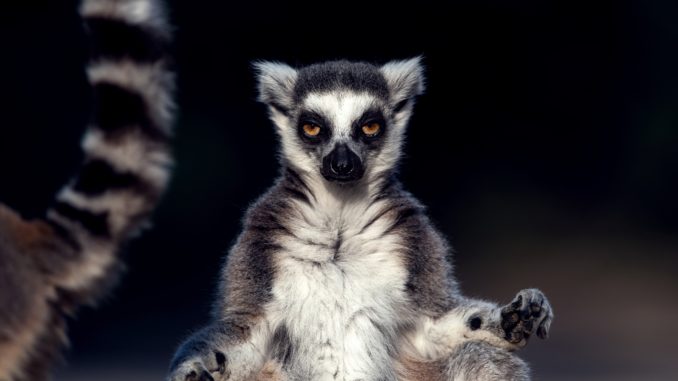 Lemur - Bild: davidcharouz via Twenty20