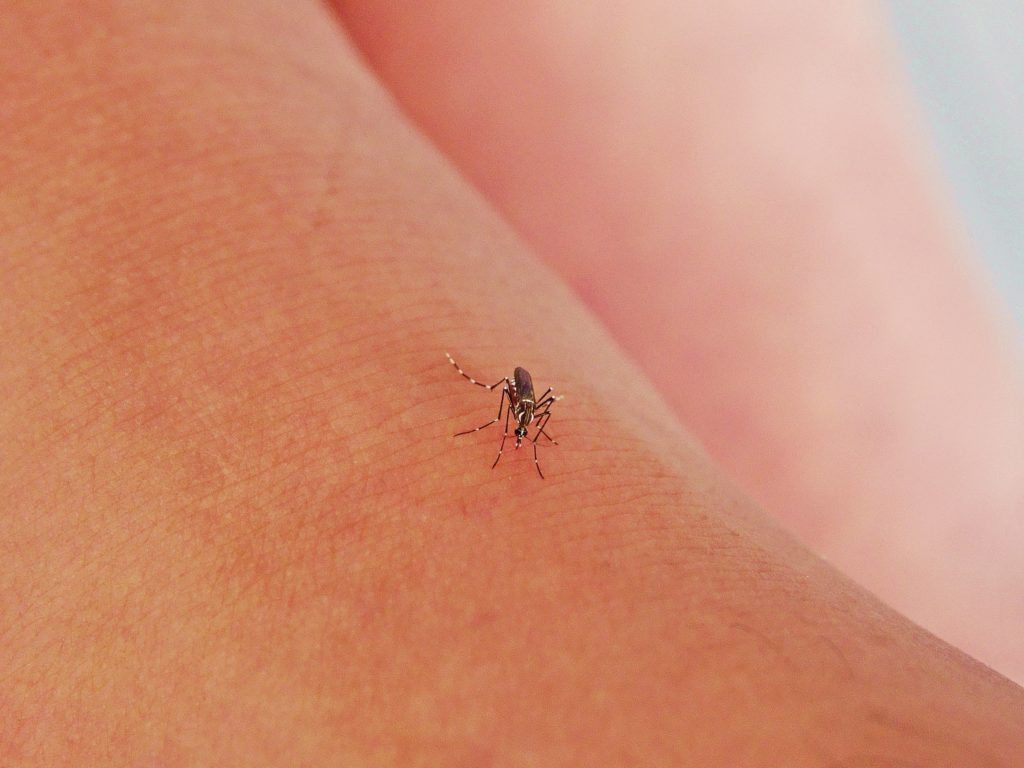 Mosquito - Bild: amynapaloha via Twenty20