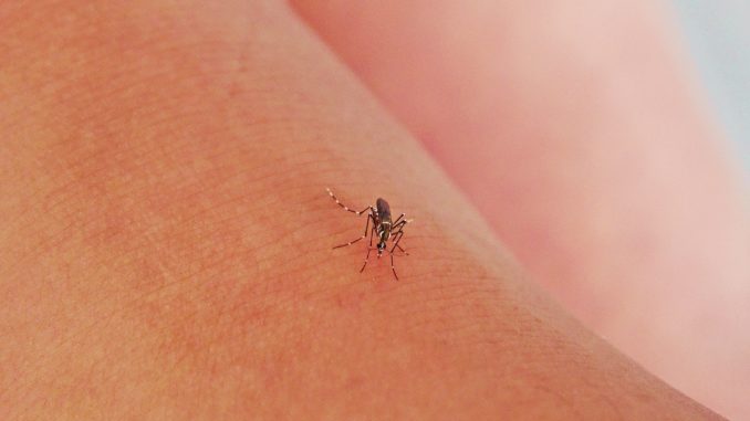 Mosquito - Bild: amynapaloha via Twenty20