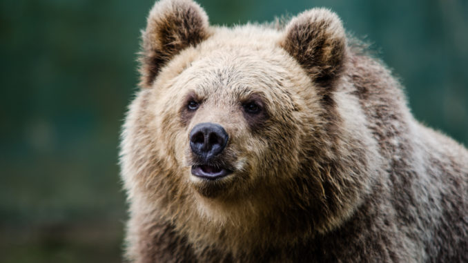 Braunbär - Bild: knut8 via Twenty20