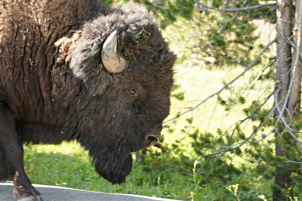 45.000 Bewerber für Bison-Jagd im Grand Canyon Nationalpark