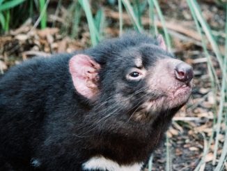 Erstmals seit 3000 Jahren Tasmanische Teufel auf Festland in Freiheit geboren