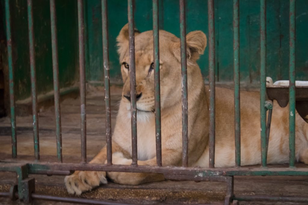 Löwe in Gefangenschaft - Bild: aboelela_hany via Twenty20