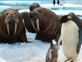 USA und EU fordern zu globaler Solidarität im Kampf gegen den Klimawandel auf