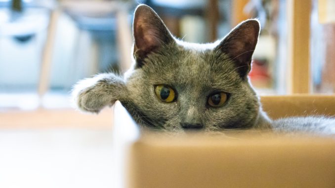 Katze in einem Karton - Bild: carlo_vstek via Twenty20