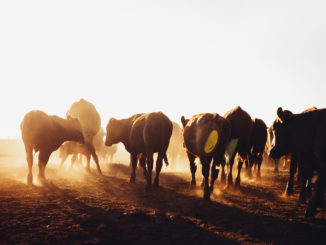 Argentinien stoppt für 30 Tage Export von Rindfleisch