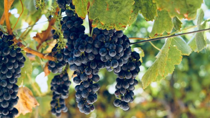 Weinberg - Bild: Chantelle via Twenty20