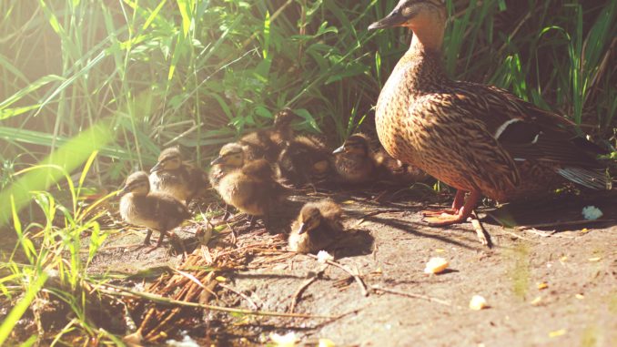 Entenfamilie - Bild: nikoletta21 via Twenty20