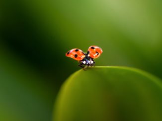 Insektenschutzgesetz der Regierung gerät ins Stocken
