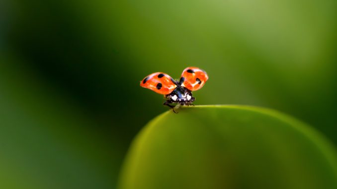 Marienkäfer - Bild: zmnif via Twenty20