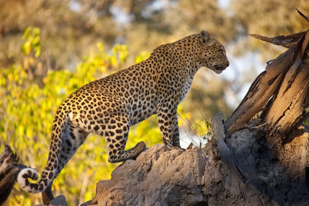 Leopard - Bild: SteveAllenPhoto via Twenty20