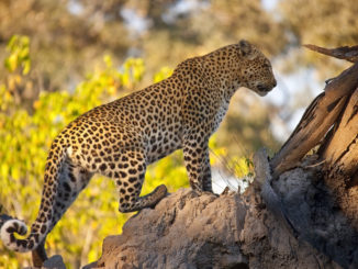 Entlaufener Leopard sorgt im Osten Chinas für Aufregung