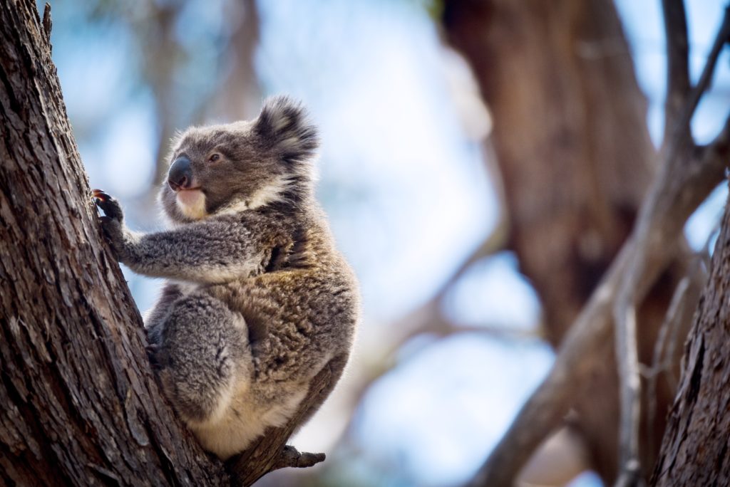 Australische Forscher testen Gesichtserkennung für Koalas