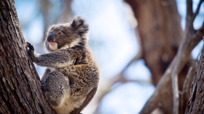 Koala - Bild: Barefoot_Traveller via Twenty20