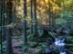 Ob Herbst oder Winter: Das sind die atemberaubenden Ausflugsziele im Schwarzwald