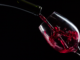 Wein online kaufen: Diese Fallen lauern im Internet