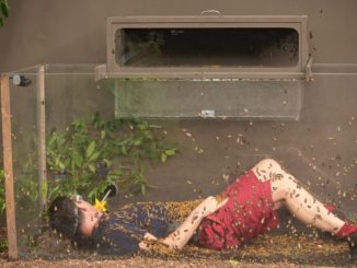 IBES 2023: Dschungelprüfung „Stabil“: Lucas angeschnallt zwischen Getier – vier Sterne!