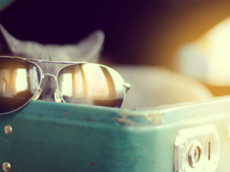 FAQ: Mit Hund und Katze in den Urlaub: Was muss ich beachten?