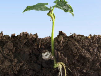 So passen sich Pflanzen Stickstoffmangel an