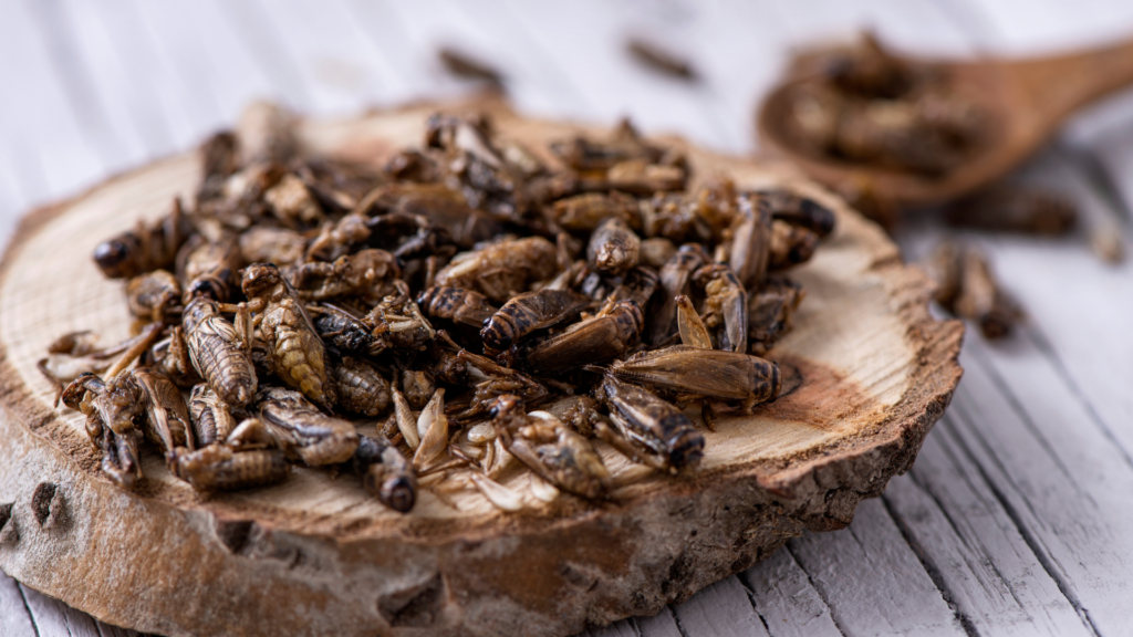 Klare Regeln für Insekten als Lebensmittel: Kennzeichnung auf dem Etikett vorgeschrieben