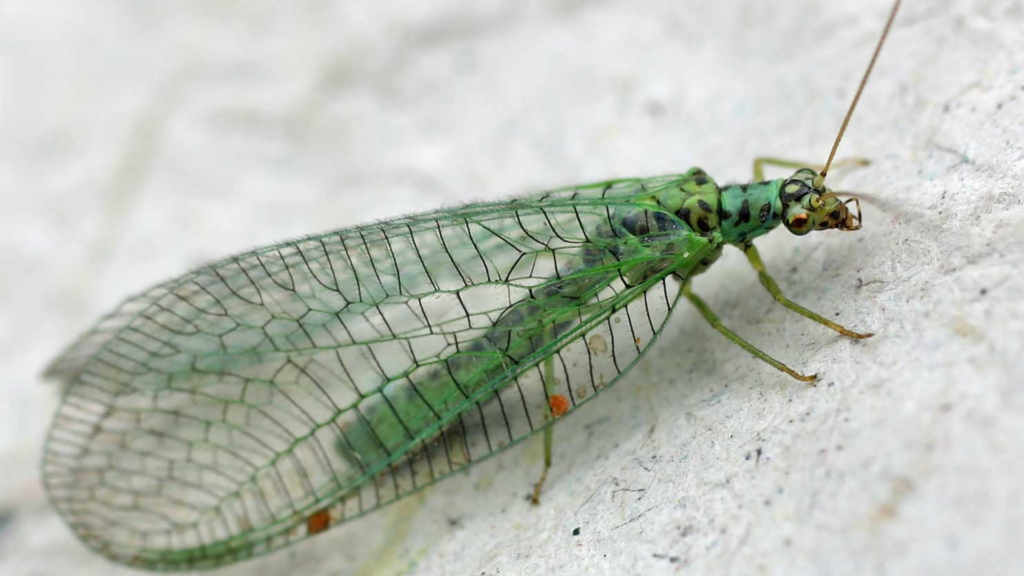 Netzflügler: Insektenvielfalt war in der Kreidezeit größer