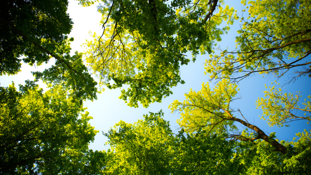 400 Jungbäume sind ein alter Baum! Forstwissenschaftler: „Auch mir war das Verhältnis in diesem Ausmaß so nicht bewusst!“