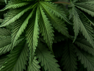 Branchenexperte: „Mit den heute vorgestellten Gesetzesplänen ist eine echte Cannabis-Legalisierung nicht vom Tisch, sondern vorerst aufgeschoben“