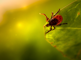 Ganzjährig und bundesweit: Klimawandel begünstigt Ausbreitung von Zecken – FSME-Risiko nimmt drastisch zu