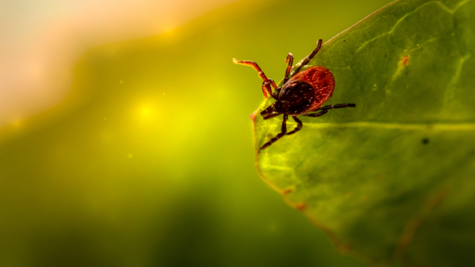 Zecke auf einem Blatt