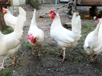 Regierung will Antibiotika-Einsatz in der Tierhaltung reduzieren