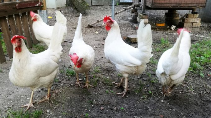 Hühner (über dts Nachrichtenagentur)