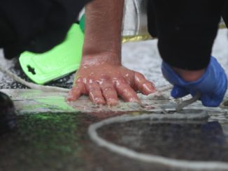 Grüne kritisieren „zweifelhaftes“ Vorgehen gegen „Letzte Generation“