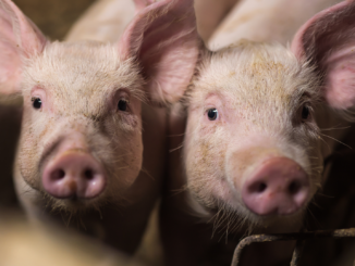 Deutscher Schweinebestand geht weiter deutlich zurück
