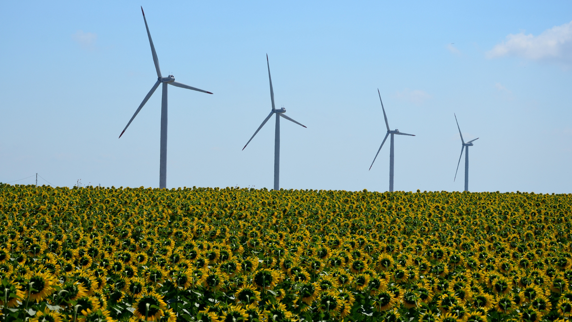 Windkraftanlagen auf landwirtschaftlichen Flächen