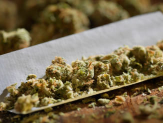 Bekifft legal im Straßenverkehr unterwegs? Wissing offen für höhere THC-Grenzwerte!