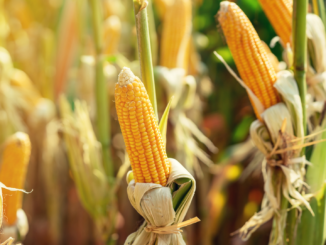 Entwicklungsministerin Schulze: „Die Deregulierung der Gentechnik ist nicht die Antwort auf die Frage nach dem Welthunger“