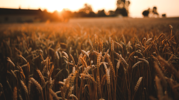 Getreidefeld (über cozmo news)