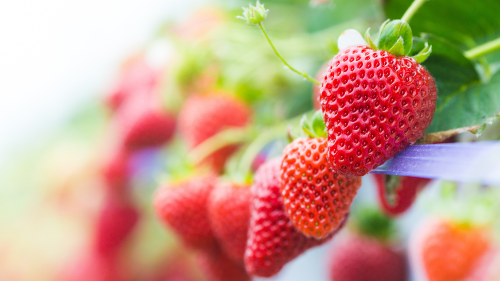 Erdbeeren (über cozmo news)