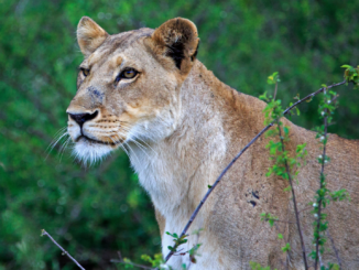 „Vier Pfoten“ sieht Sicherheitsmängel bei Haltung von Großkatzen