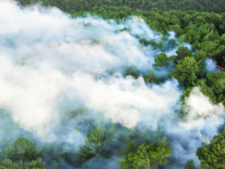 Lemke mahnt zu mehr Wachsamkeit wegen Waldbrandgefahr