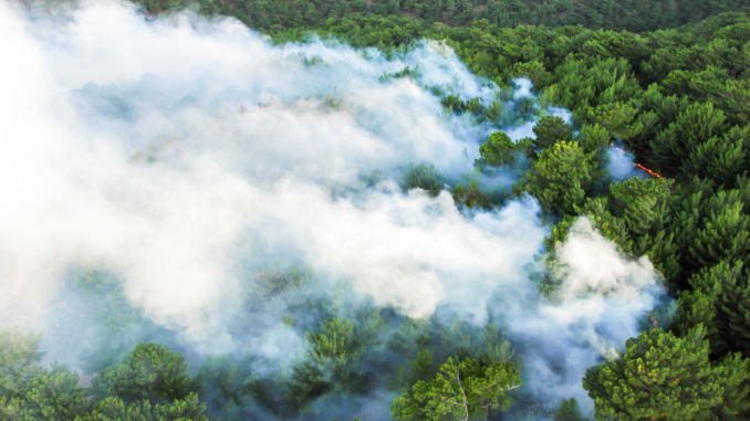 Waldbrand (Archiv; über cozmo news)