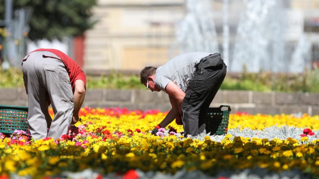 Gartenarbeiter auf einem Blumenbeet (Archiv) (über dts Nachrichtenagentur)