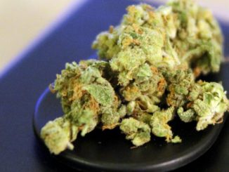 Gutachten: Cannabis-Pläne der Ampel kollidieren mit Europarecht