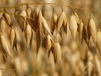Bauernverband fordert Pflanzenzüchtung mit neuer Gentechnik