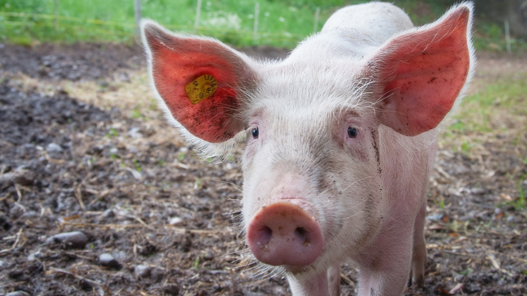 Bauernverband hält Bio-Fleisch für klimaschädlicher