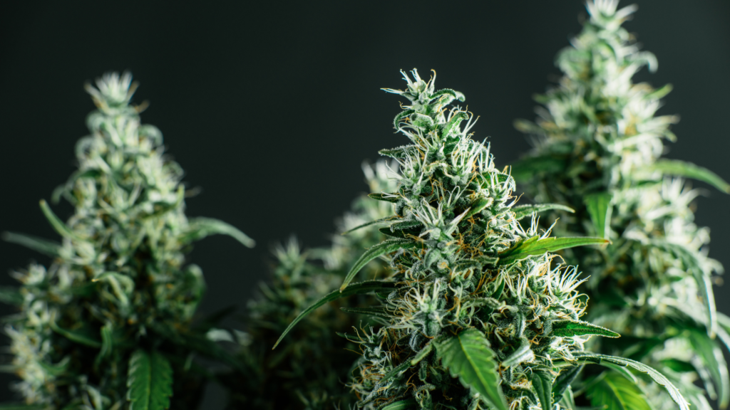 Cannabis-Pflanze (über cozmo news)