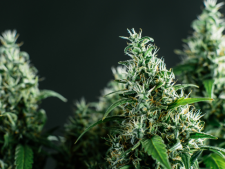 „Das ist ein ideologisch motiviertes Gesetz“: Bayern wettert gegen geplantes Cannabis-Gesetz