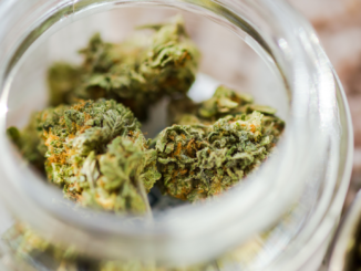 Schwarzmarkt-Eindämmung durch Cannabislegalisierung umstritten