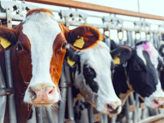 SPD und Grüne drängen auf Einführung einer Tierwohl-Abgabe