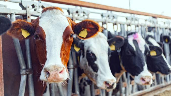 Kühe (über cozmo news)